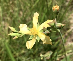 Hypericum connatum