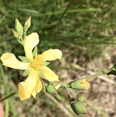 Hypericum connatum