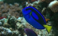 Paracanthurus hepatus