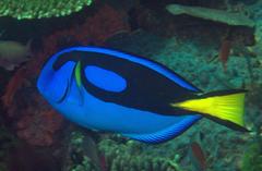 Paracanthurus hepatus
