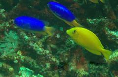 Acanthurus olivaceus