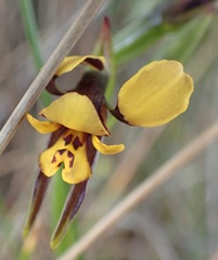 Diuris palustris