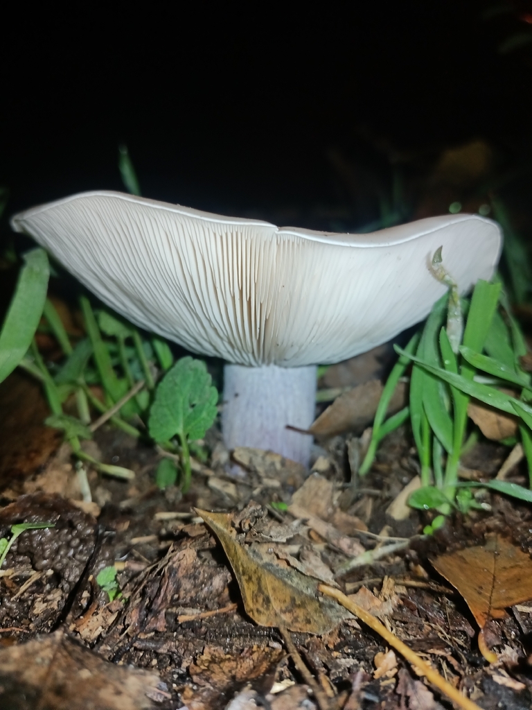 Collybia personata · November 2025 · photo: © vlad_lysenko (iNaturalist, cc-by-nc)