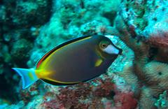 Acanthurus japonicus