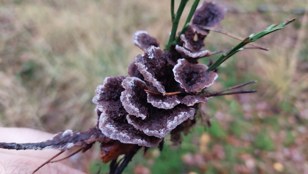 Thelephora terrestris · November 2025 · photo: © sylvainm_53 (iNaturalist, cc-by)