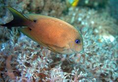 Ctenochaetus binotatus