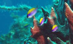Chromis insolata