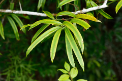 Podocarpus nakaii