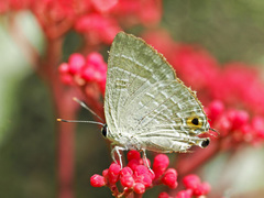 Deudorix epijarbas