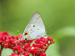 Hypolycaena sipylus