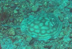 Urobatis concentricus