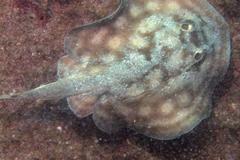 Urobatis concentricus