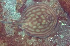 Urobatis concentricus