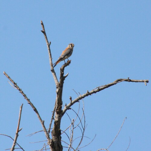 iNaturalist observation photo of Northern American Kestrel