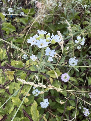 Roadside false madwort (Berteroa mutabilis)