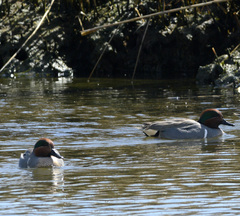 Anas crecca carolinensis