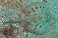 Urobatis maculatus