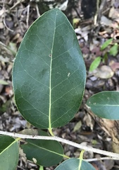 Drypetes diversifolia