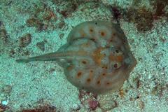 Urobatis maculatus