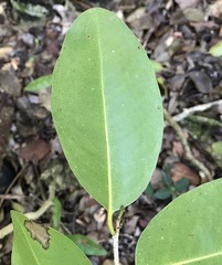 Drypetes diversifolia