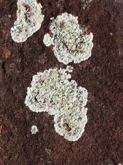Trapeliaceae