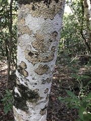 Drypetes diversifolia