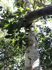 Drypetes diversifolia