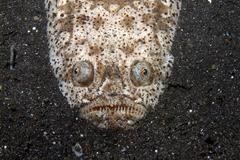 Uranoscopus bicinctus