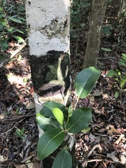 Drypetes diversifolia