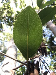 Drypetes diversifolia