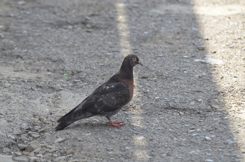 Feral Pigeon