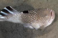 Astroscopus y-graecum