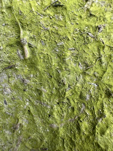 Prasiola crispa observed 2025-11-08