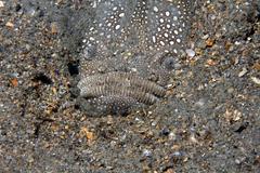 Astroscopus y-graecum