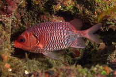 Sargocentron violaceum