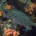 Tinsel Squirrelfish - Photo (c) craigjhowe, some rights reserved (CC BY-NC-ND)