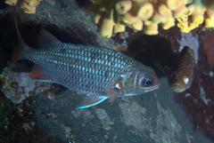 Neoniphon suborbitalis