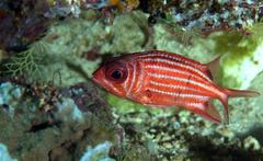 Sargocentron cornutum