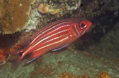 Sargocentron cornutum