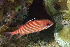 Sargocentron coruscum