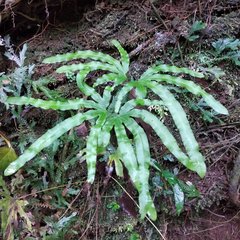 Lygodium heterodoxum