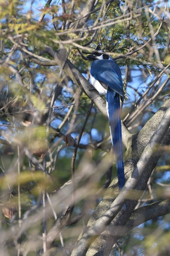 Black-throated Magpie-Jay (Cyanocorax colliei), photo 7
