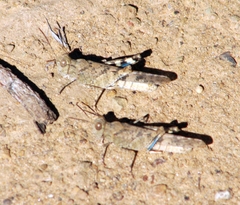 Trimerotropis occidentalis