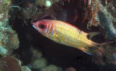 Sargocentron melanospilos