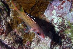 Neoniphon opercularis