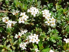 Pimelea notia