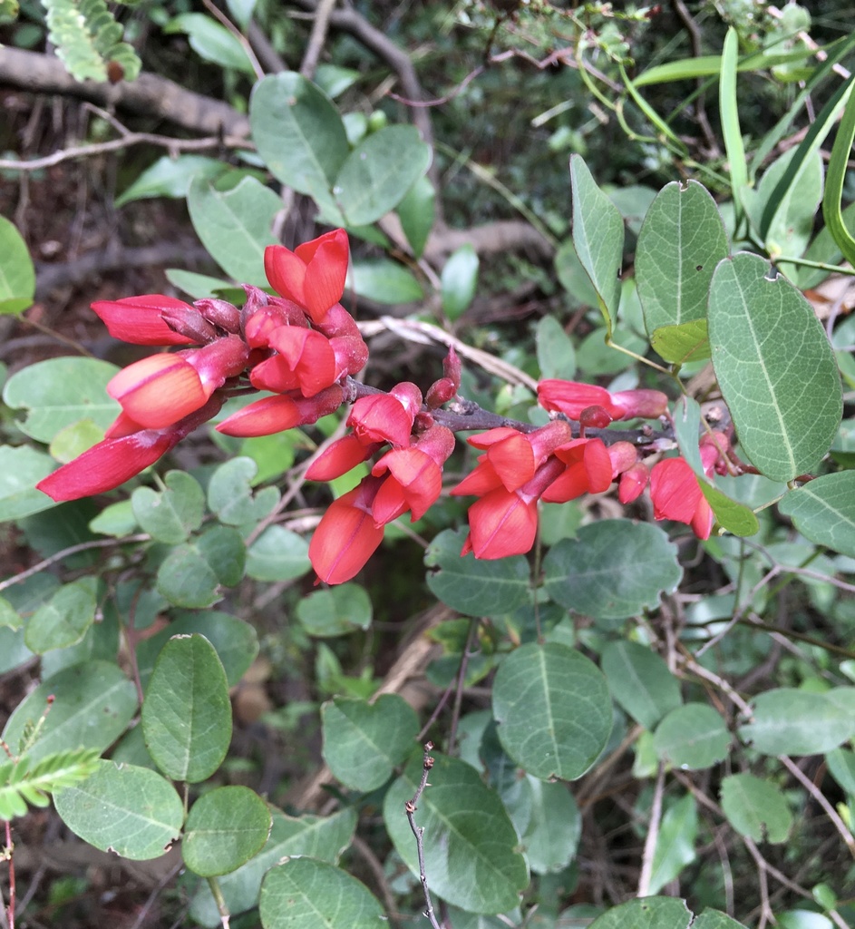 Camptosema rubicundum