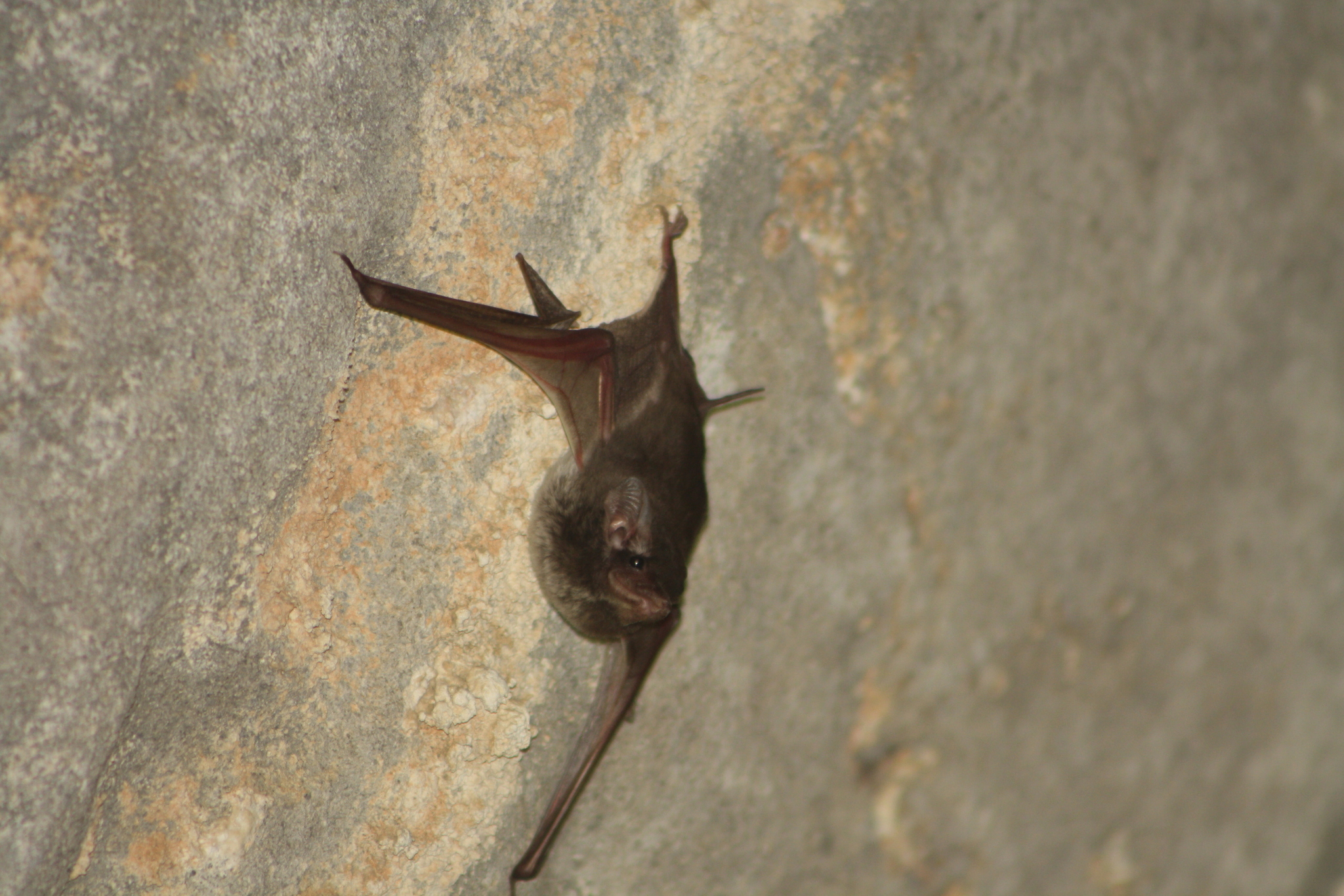 Madagascar Sheath-Tailed Bat