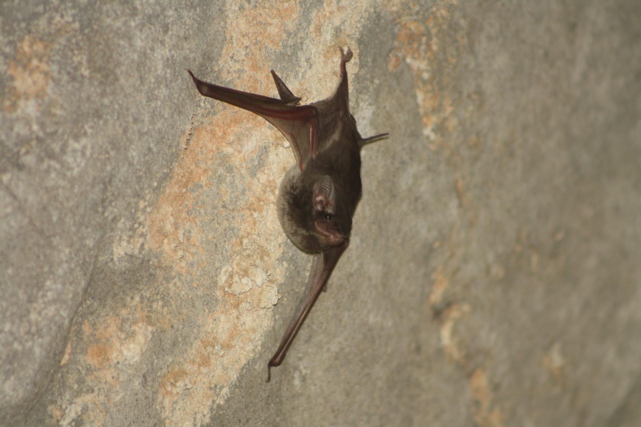 Madagascar Sheath-Tailed Bat photo 2