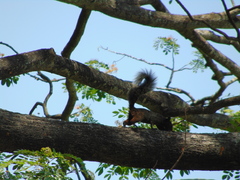 Sciurus stramineus